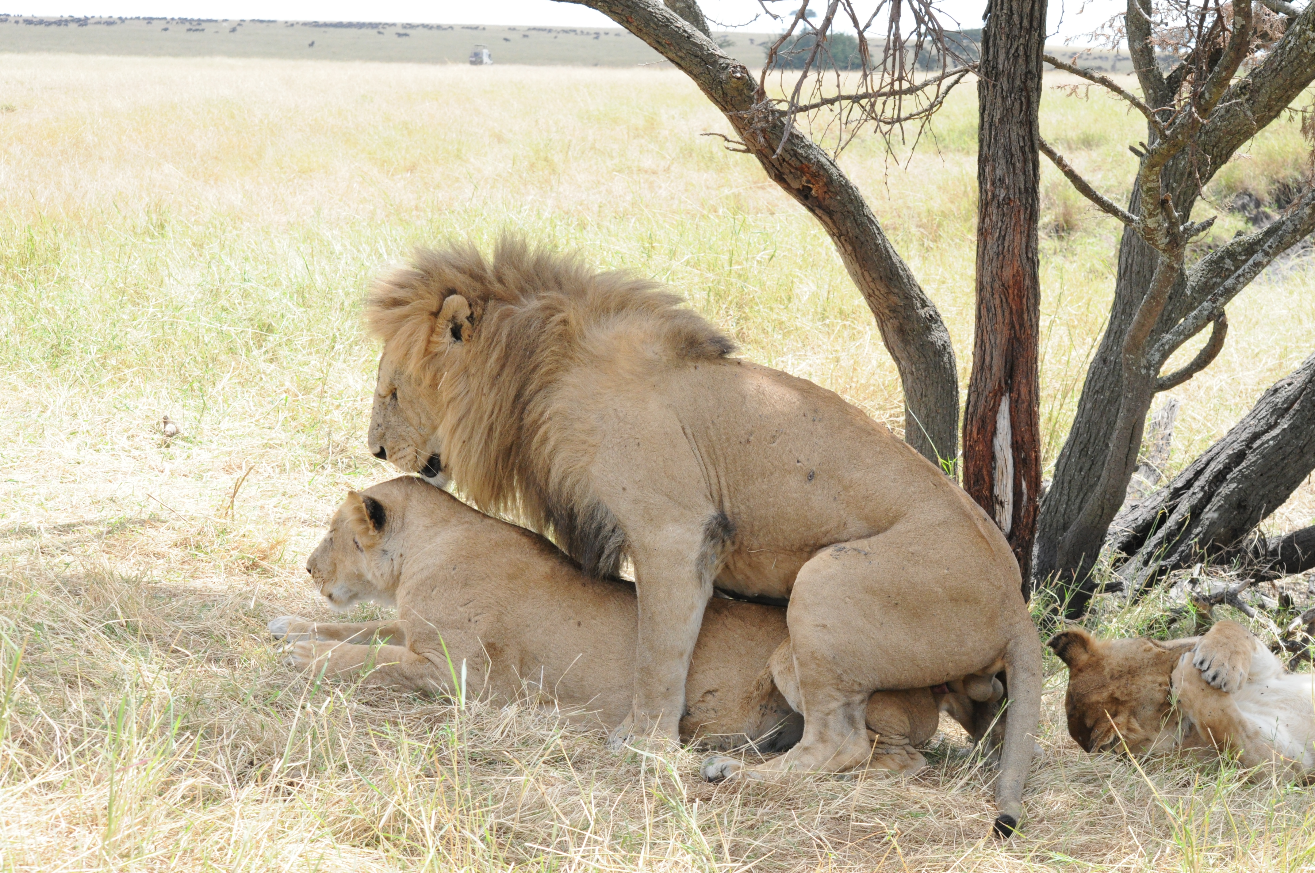 2 Days Tanzania Safari