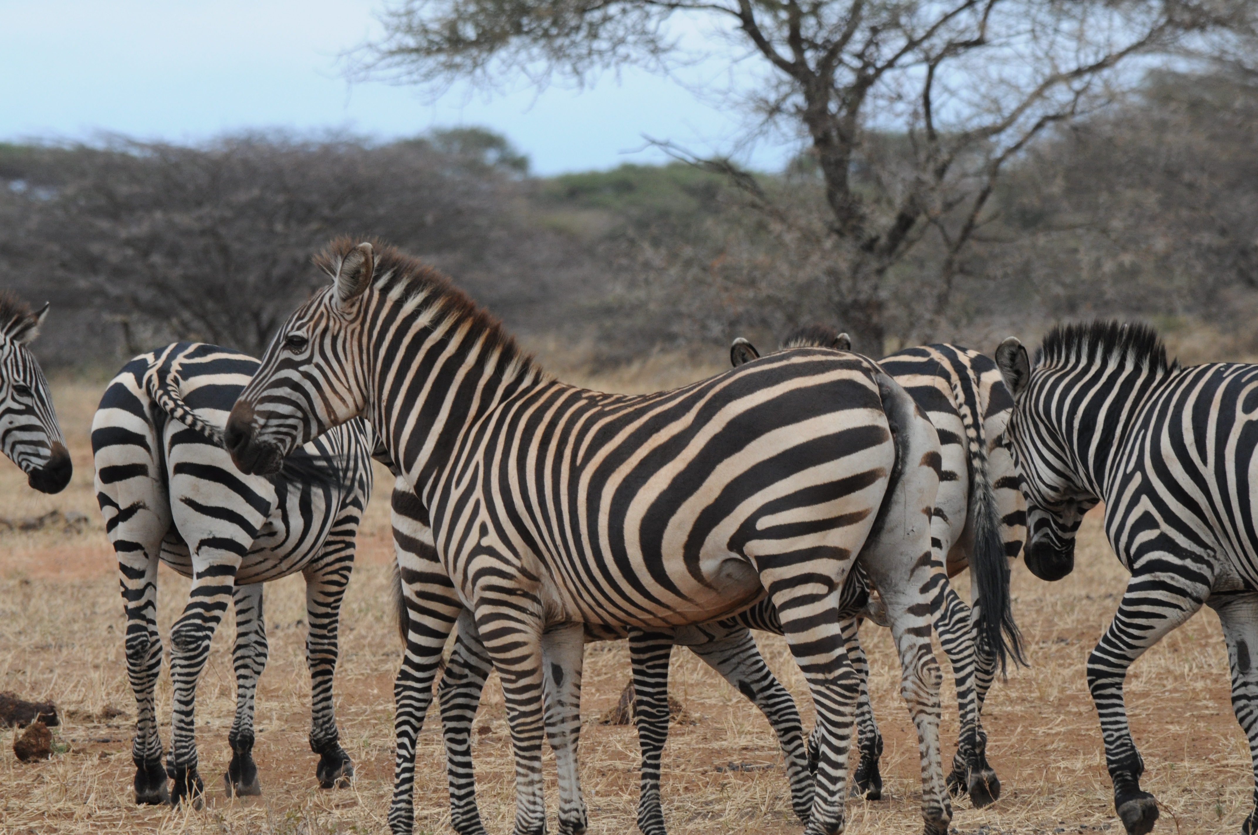 3 Days Tanzania Safari
