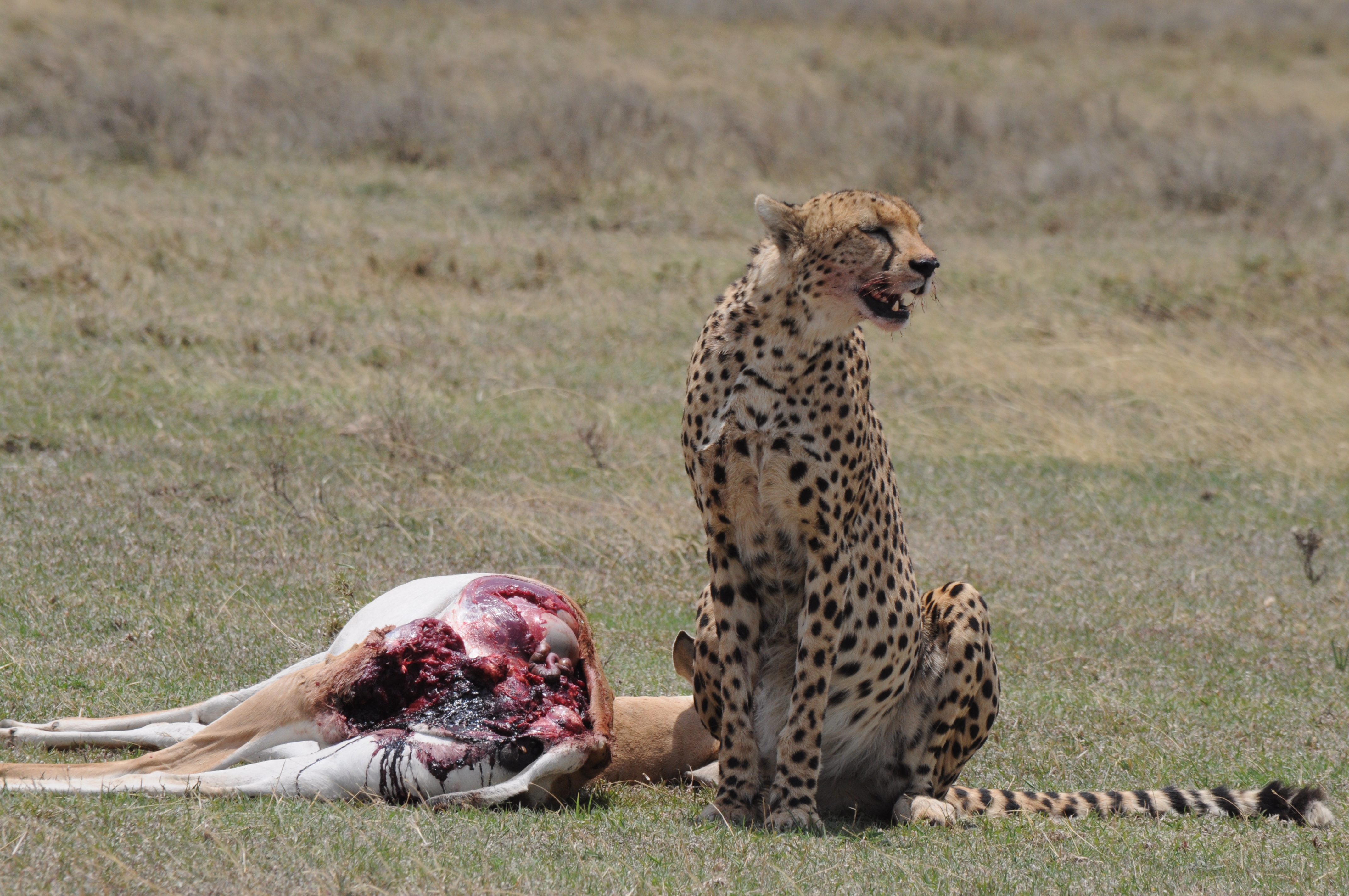 4 Days Budget Safari