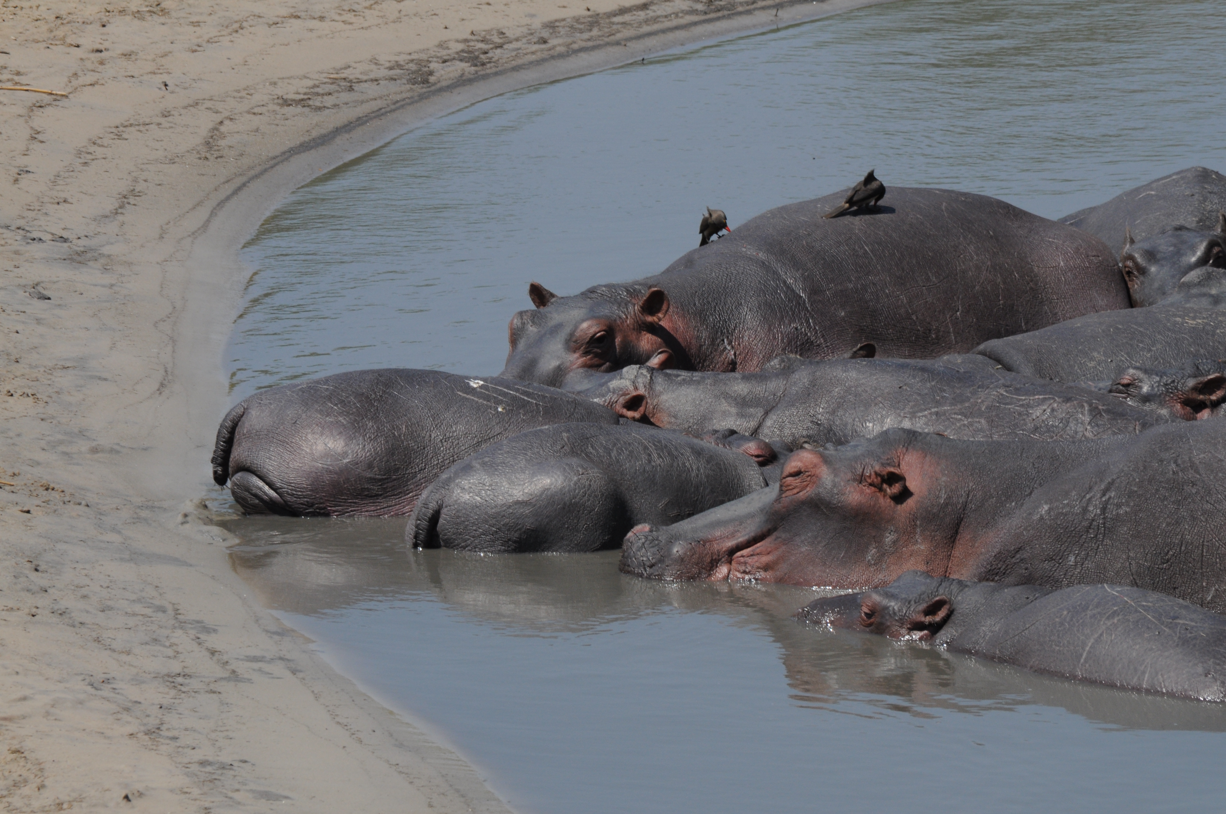 4 Days Tanzania Safari