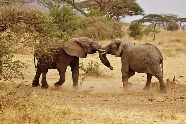 Tanzania Private Safari 2 Days