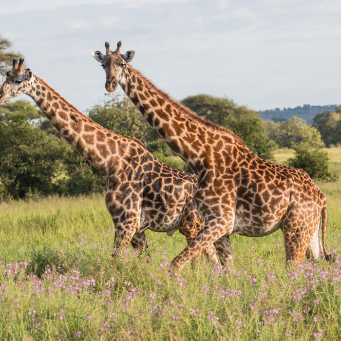 Trips Travelling Tanzania Company Overview